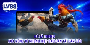 Đá Gà Thomo - Sức Nóng Từ Những Hiệp Đấu Cân Tài Cân Sức